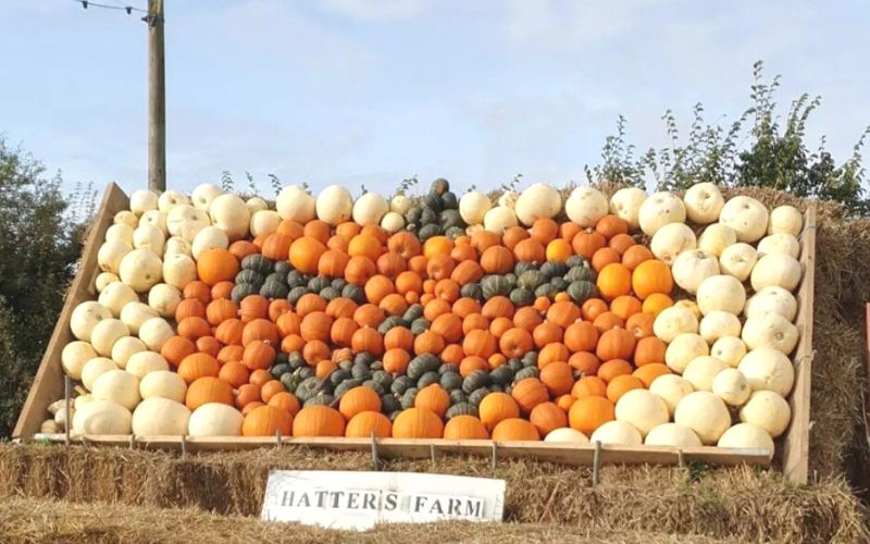 Pumpkin face at Hatters Farm in Essex.