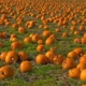 Pumpkin patch in Cambridgeshire with hundreds of pumpkins