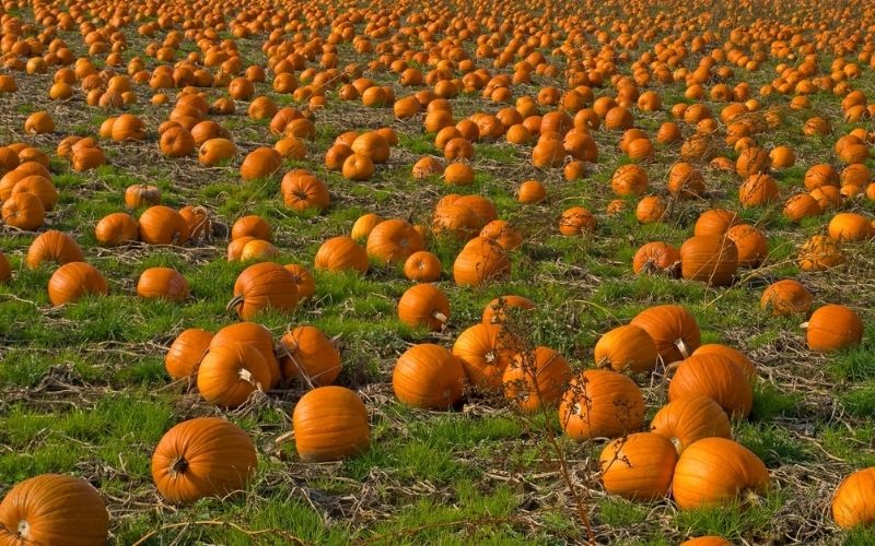 Pumpkin patch in Cambridgeshire with hundreds of pumpkins