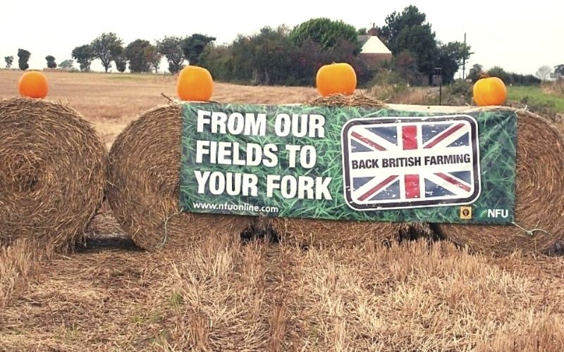 Pumpkin picking at the Tacons Farm in Norfolk