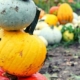 Stack of colourful pumpkins at Pumpkin Moon which is one of the best places to go pumpkin picking in Kent