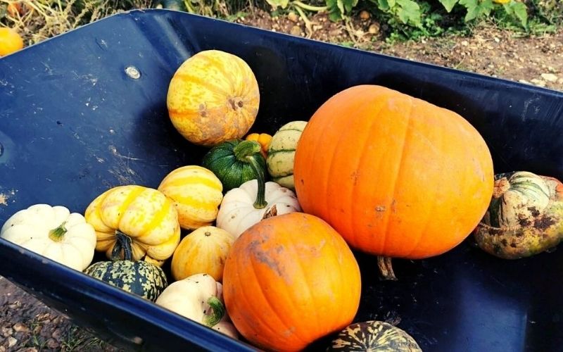 Wheelbarrow full of different sized pumpkins.