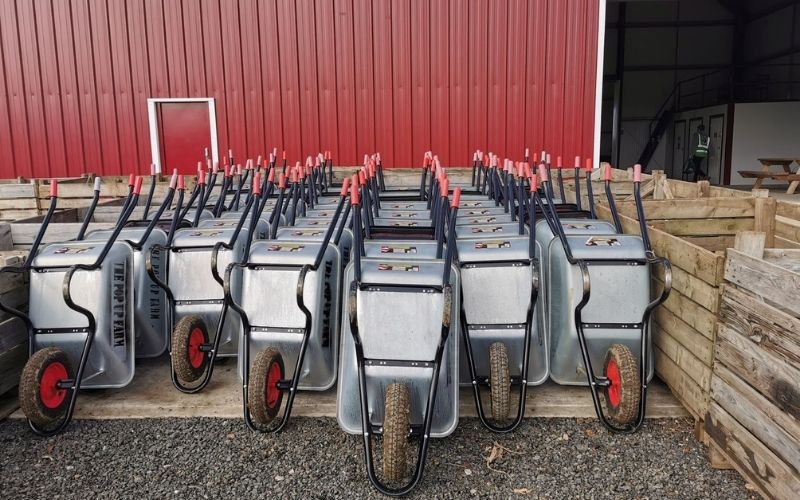 Wheelbarrows lined up ready for pumpkin picking in Kent