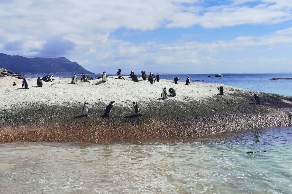 Cape Penguins at Seaforth Beach next to Boulders Beach near Cape Town