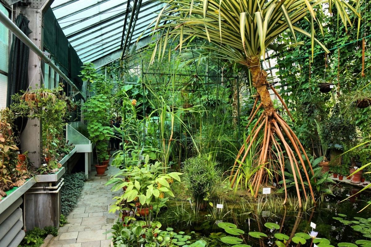 Interior of a greenhouse at the Botanical Garden of the Jagiellonian University in Krakow.