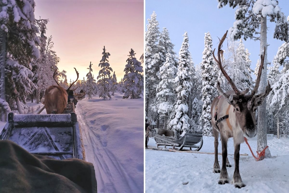 Reindeer ride in Levi Lapland.