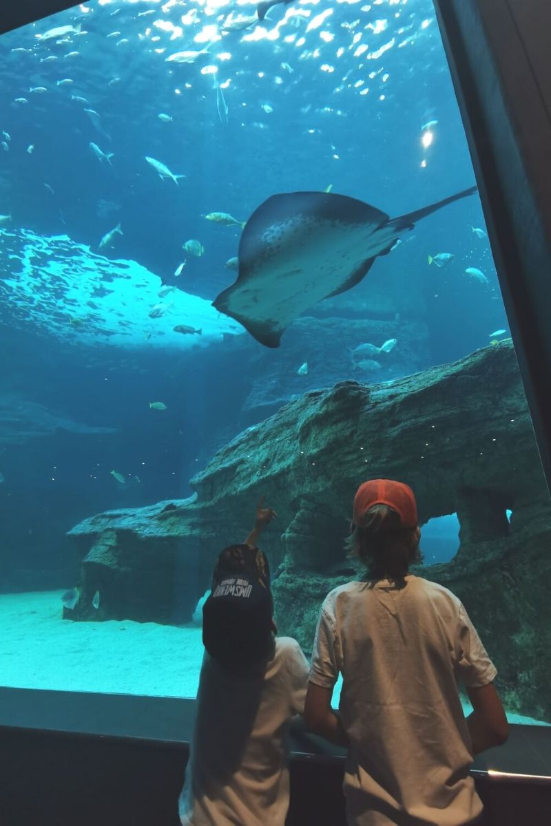 Watching the rays at Two Oceans Aquarium in Cape Town.