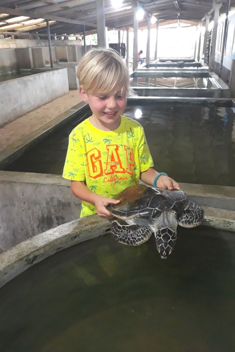 Handling a turtle at the turtle hatchery near Koggala in Sri Lanka.