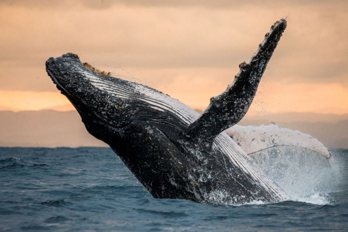 Whale breeching the surface at sunset.