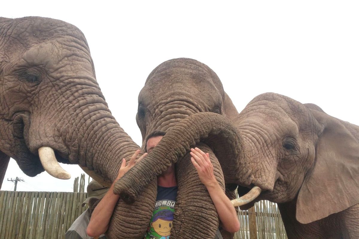 Man being completely covered in elephant trunks at Buffelsdrift Game Lodge in Oudtshoorn in South AFrica.