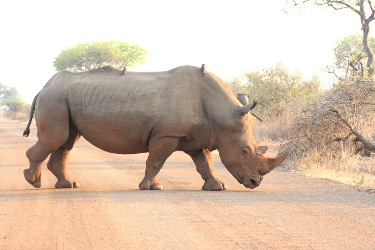 Rhino crossing a road in the Kruger National Park at sunset with birds on it's back.