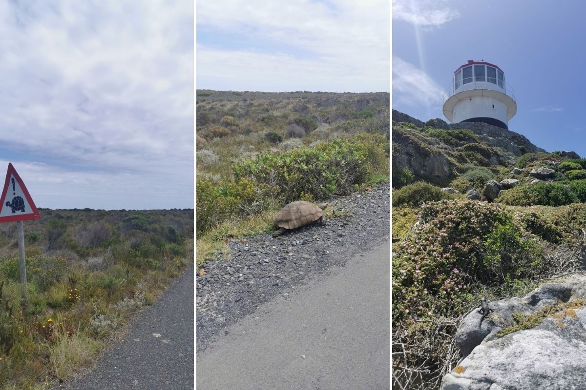 Wildlife at Cape Point Nature Reserve in South Africa.