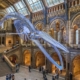 Blue whale skeleton hanging from the ceiling of the Hintze Hall in the Natural History Museum in London.