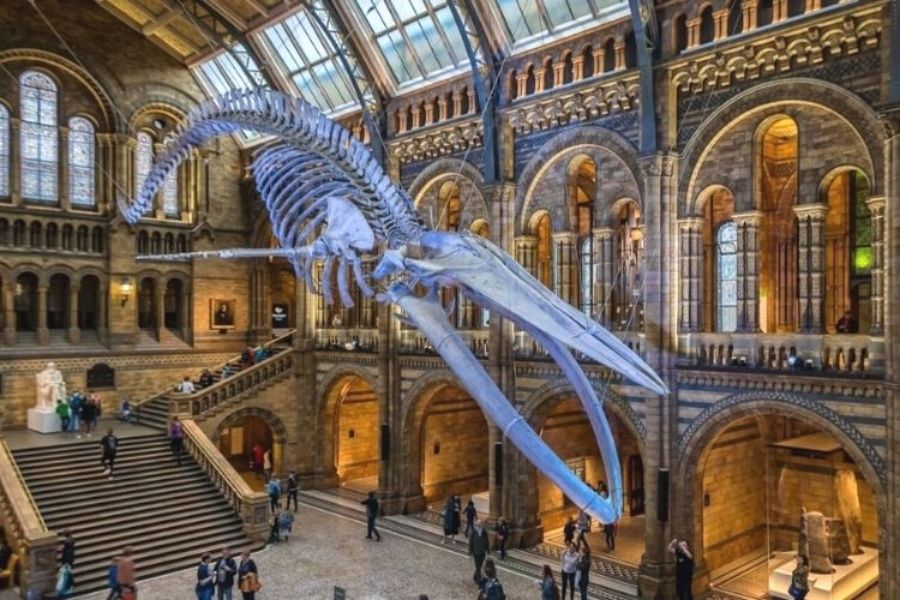 Blue whale skeleton hanging from the ceiling of the Hintze Hall in the Natural History Museum in London.