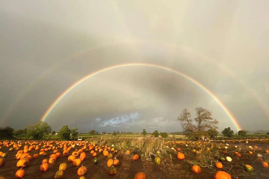 Double rainbow over a field of pumpkins at Farrington's Farm in Somerset.
