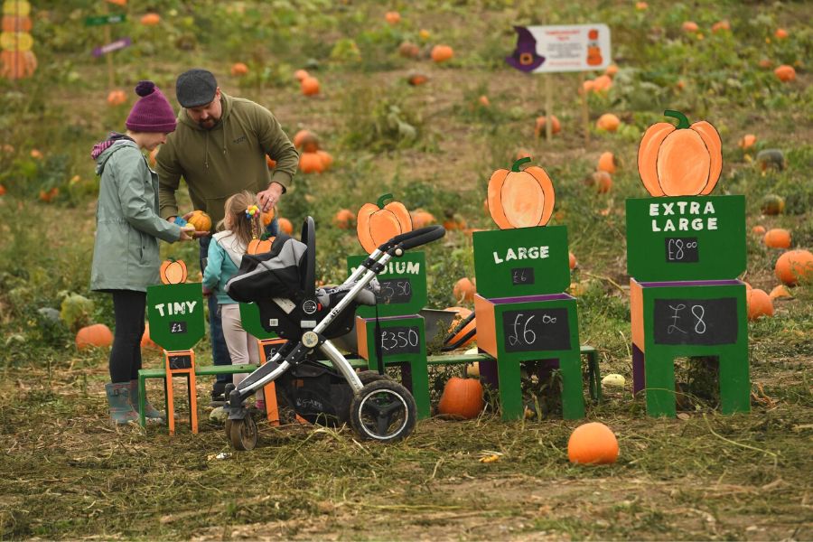 Family choosing pumpkins at the Bath pumpkin picking patch in Somerset.