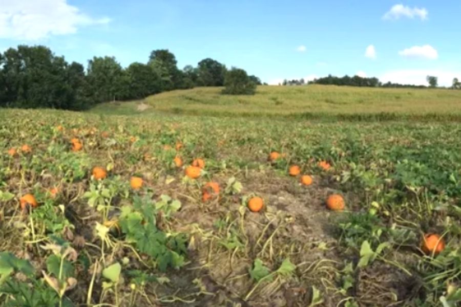 Field of pumpkins at Engelke Farms in NY.