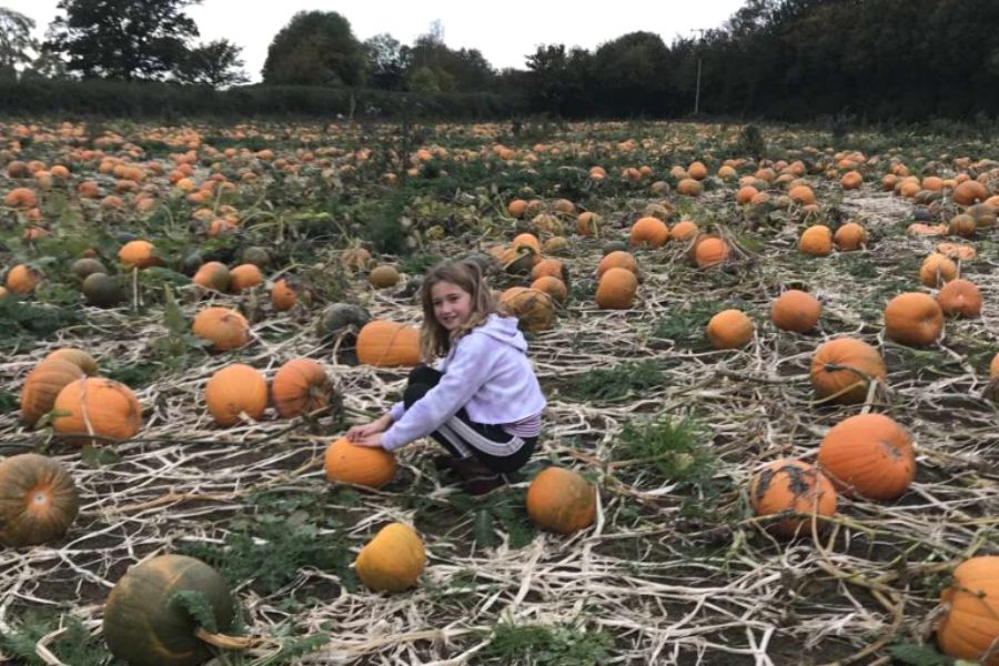 Girl in a pumpkin field picking pumpkins.