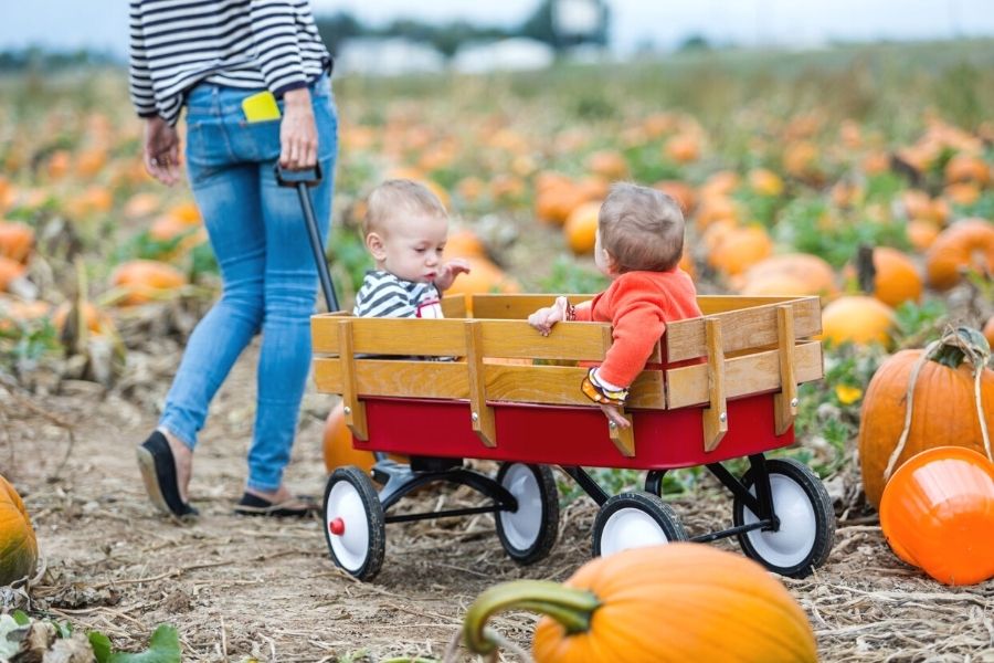 Lady pulling a cart with 2 small children in it through a pumpkin field in Hampshire.