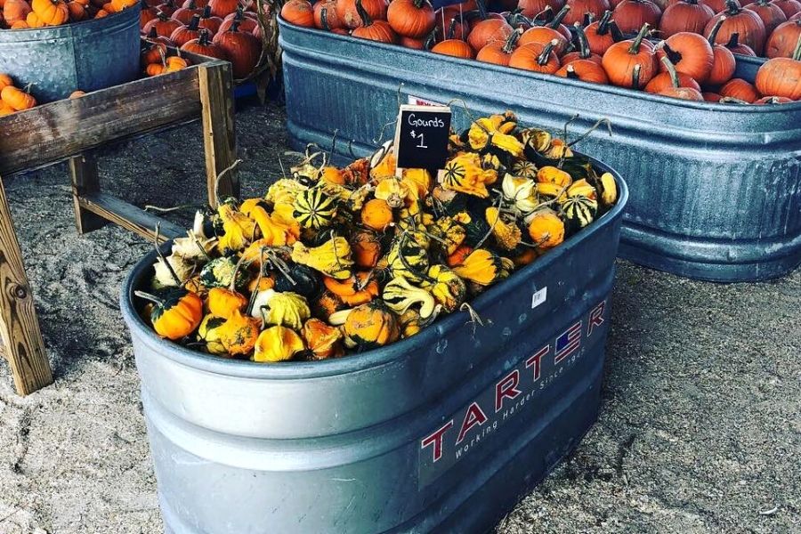 Large selection of pumpkins at gourds at Sykes family Farm in Florida.