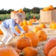 Little boy choosing a large pumpkin in a field.