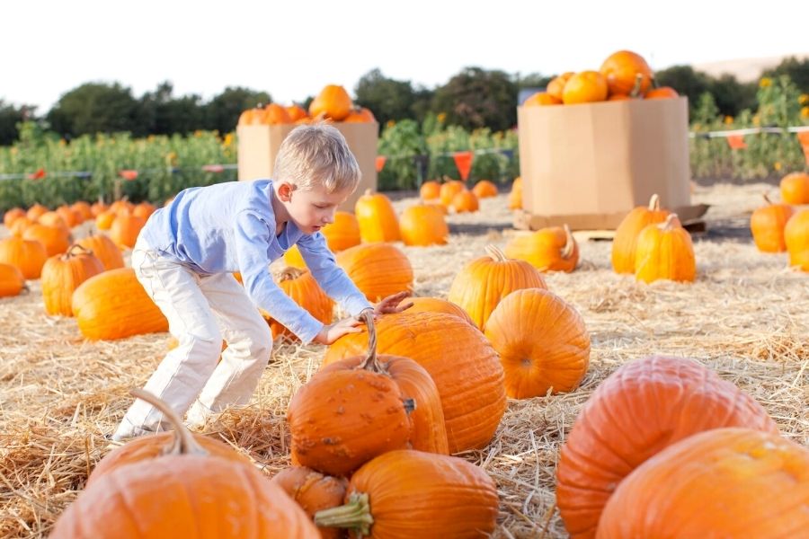 Little boy choosing a large pumpkin in a field.