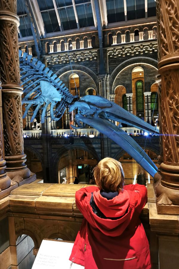Little boy in a red jacket looking at the blue whale skeleton at the Natural History Museum in London.