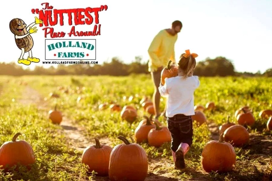 Little girl carrying a large pumpkin in a pumpkin field at Holland Farms in Florida.