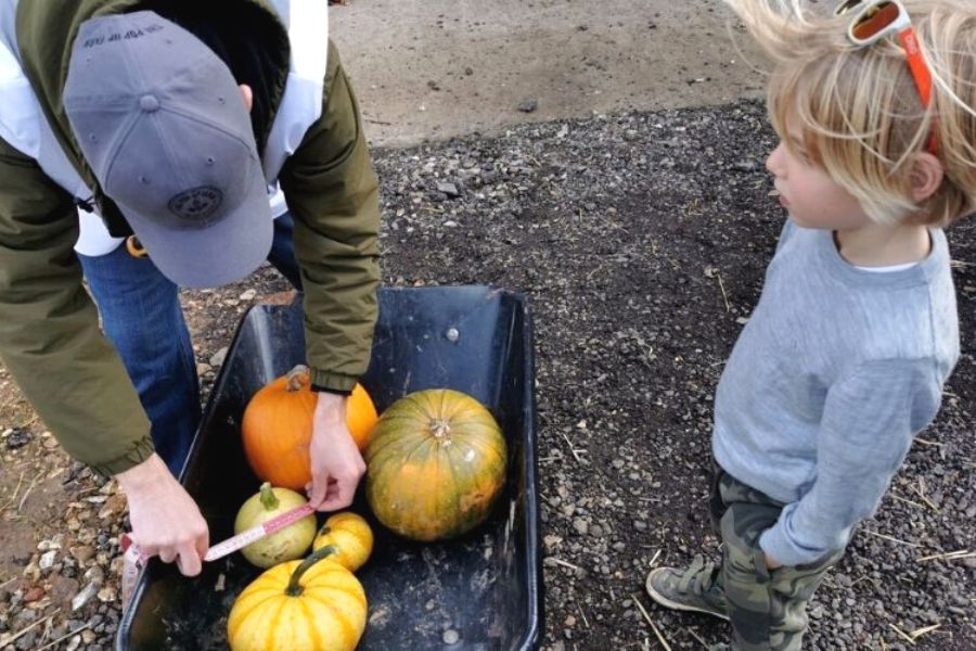 Measuring pumkins with a tape measure at a pumpkin farm in Somerset.