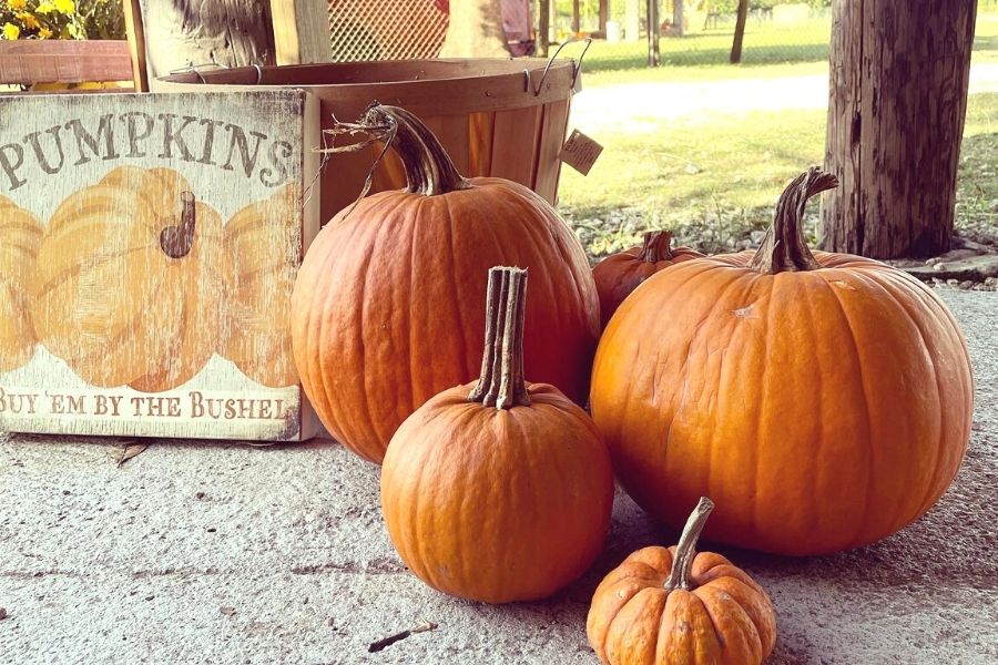 Pumkin display with 3 large pumpkins and 1 small pumpkin at the Little Farm near Miami where you can go pumpkin picking in Florida.