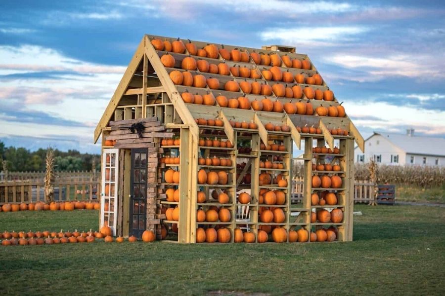 Pumpkin House at Wickham Farms where you can pick pumpkins on the vine in New York.