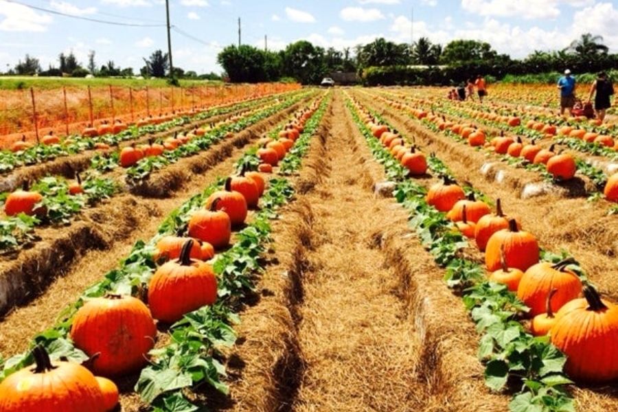 Pumpkin field at Bedner's Farm Fresh Market in Florida.