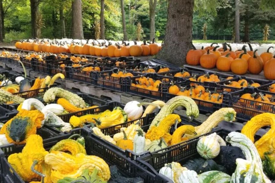 Pumpkins at Stoughton Farm where you can go pumpkin picking in New York.
