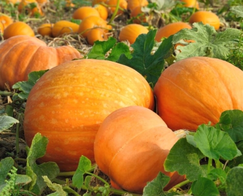 Pumpkins in a pumpkin field.