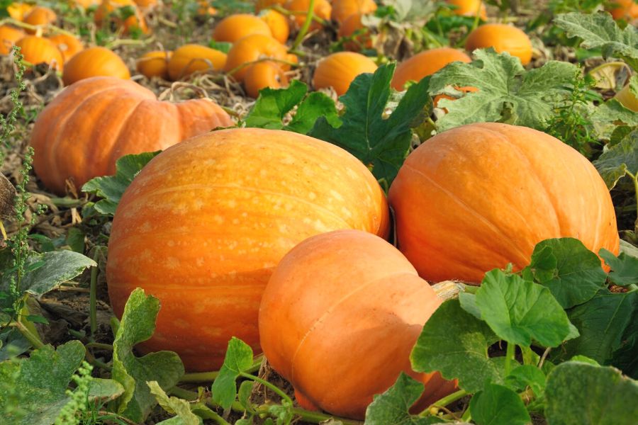 Pumpkins in a pumpkin field.
