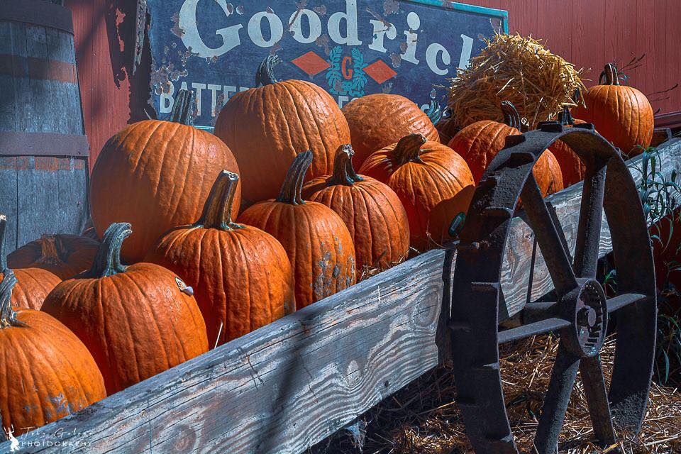 Pumpkins in a wagon at Coon Hollo pumpkin patch in Florida.