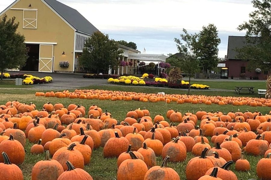Pumpkins laid out on the grass in front of a yellow barn at Dubois Farms in New York.