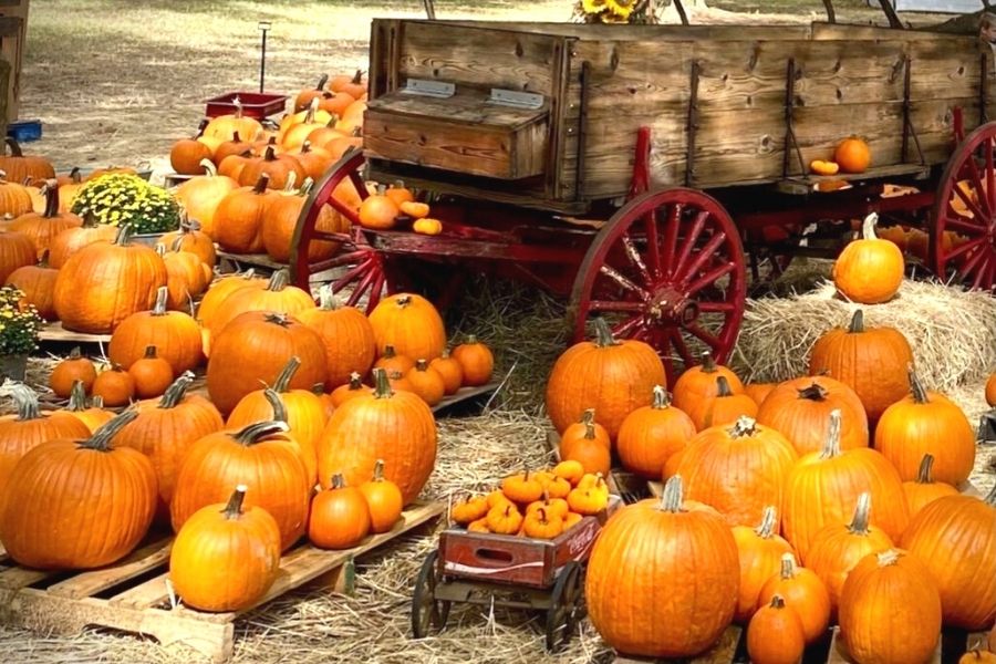 Pumpkins laying on the ground around a wagon at Partin Ranch Corn Maze in Florida.