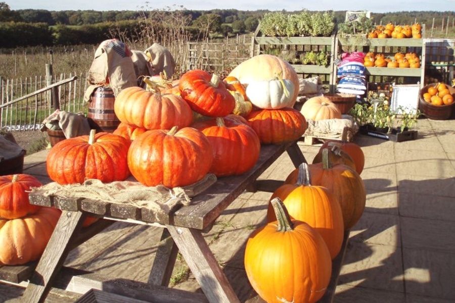 Pumpkins on a table at Durleighmarsh Farm shop in Hampshire.