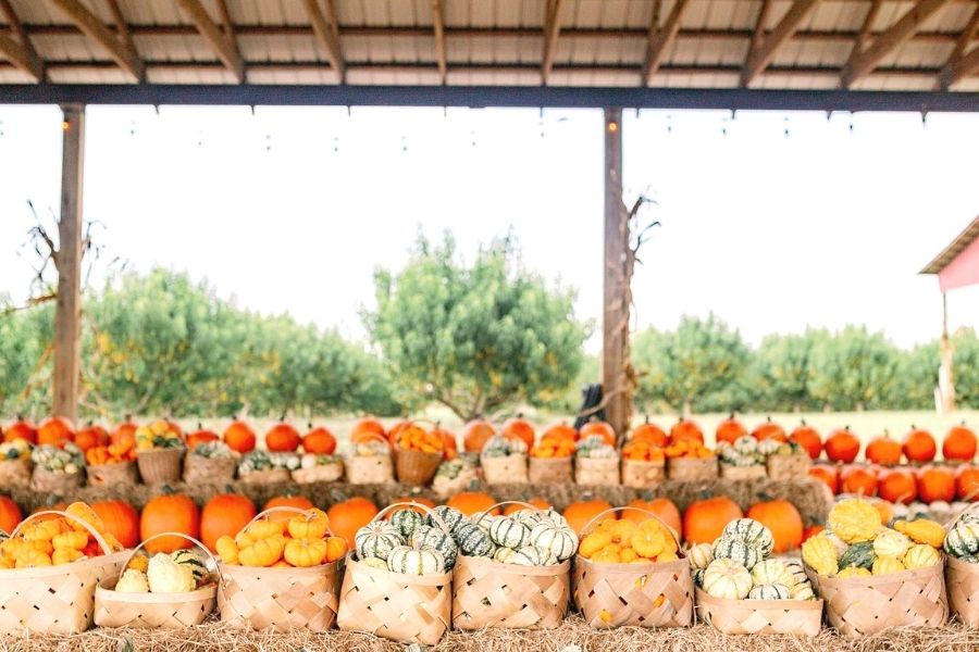 Pumpkins on display at Southern Hill Farms pumpkin patch near Orlando.