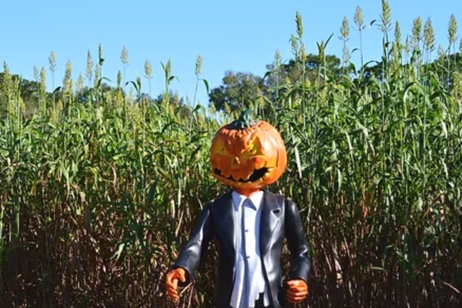Scarecrow with a pumpkin head in front of a corn field.
