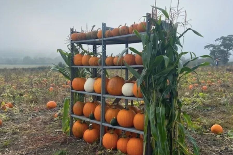 Shelves filled with pumpkins in a pumpkin patch in Somerset.
