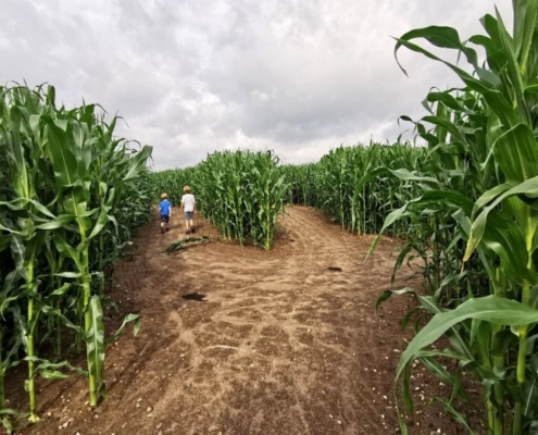 Two boys exploring one of the corn mazes in Florida.