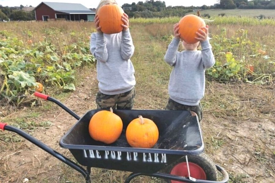 Two boys holding pumpkins in front of their faces standing behind a wheelbarrow.