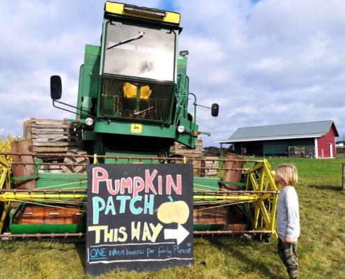 Boy looking at a combine harvester at a pumpkin patch in Surrey.