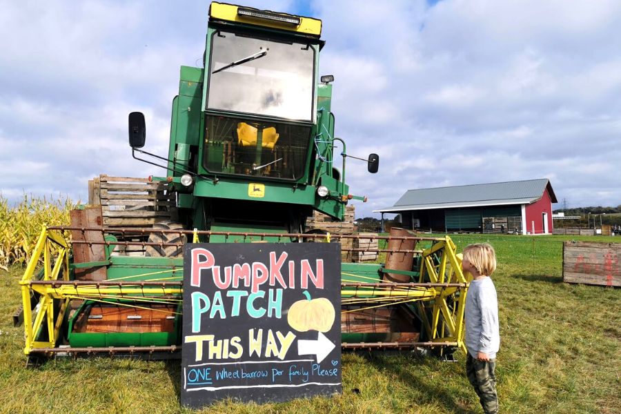 Boy looking at a combine harvester at a pumpkin patch in Surrey.