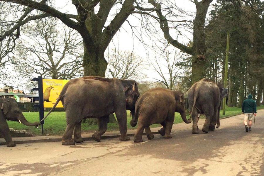 Elephants out for a walk at Whipsnade Zoo.