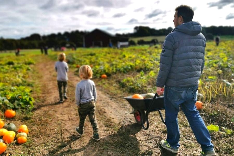 Father pushing a wheelbarrow with pumpkins in at one of the best places to go pumpkin picking in Surrey.