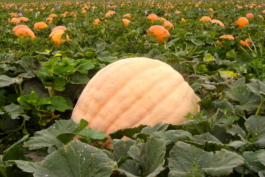 Large pumpkin in a pumpkin field at Borchard Farms, one of the best places to go pumpkin picking in California.