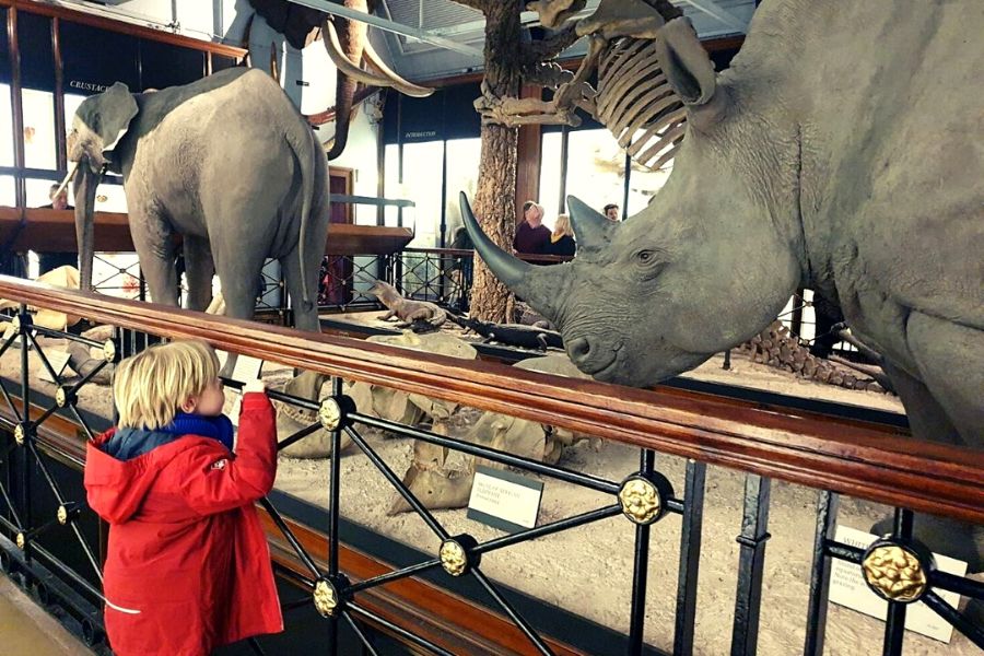 Little boy in a red coat staring at a rhino at the Tring Natural History Museum in Hertfordshire.